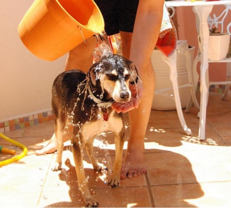 Dicas Para Dar Banho No Seu Cachorro Em Casa Vis O Not Cias A