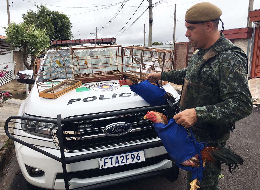 Homem é multado em R 33 mil por manter rinha de galo e aves silvestres