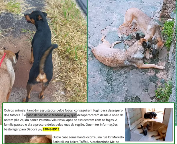 Final feliz: tutora encontra cães desaparecidos por causa de fogos na noite de Natal em Marília