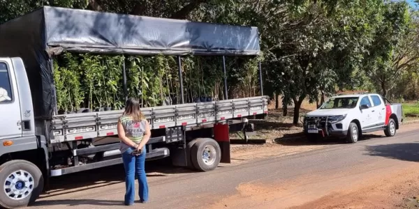 Ministério da Agricultura apreende quase 20 mil mudas em viveiros na região