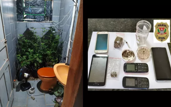 Rapaz que cultivava maconha em estufa no banheiro é preso pela Polícia Civil 