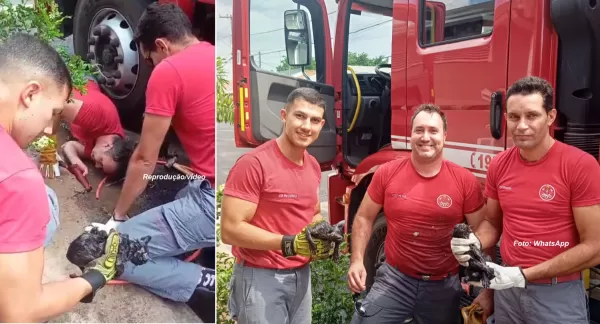 Bombeiros de Marília resgatam gatinhos presos em tubulação durante chuva