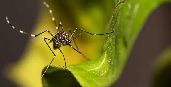 Saúde confirma segunda morte por dengue este ano em Marília