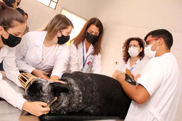  Unimar abre inscrições para programa de Aprimoramento  Profissional em Medicina Veterinária  