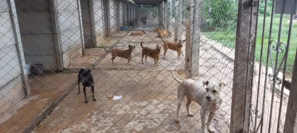 ONG GARRA de proteção animal em Marília corre o risco de ser despejada a qualquer momento