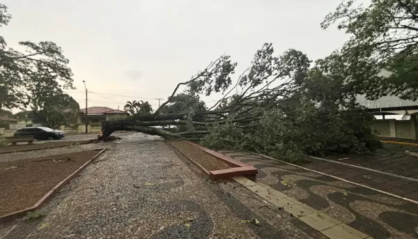 Temporal provoca queda de árvores em cidades da região