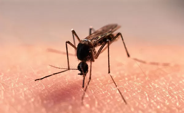 Quem teve dengue uma vez pode contrair novamente? Tire suas dúvidas!