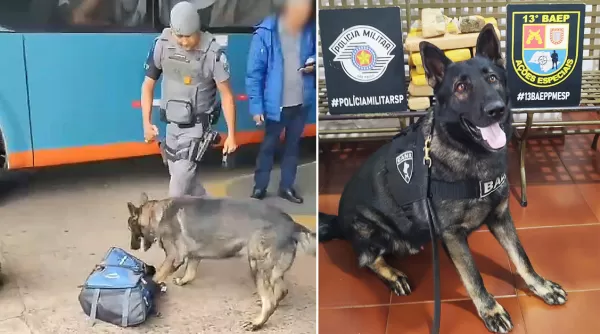 Equipe K-9 do BAEP apreende droga transportada em ônibus