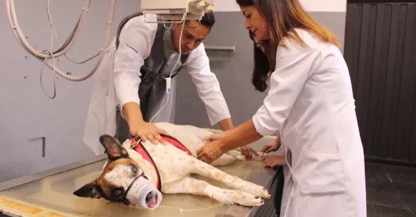 Mestrado profissional em saúde animal, produção e ambiente da Unimar abre inscrições com duas bolsas