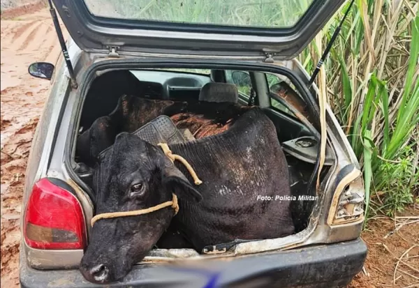 Peso pesado! Criminosos tentam transportar bovino furtado em carro