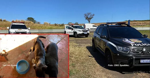 Flagrante: animais são encontrados abandonados em abrigo de proteção