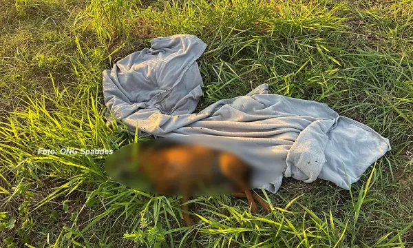 Cãozinho é encontrado morto em terreno. ONG denuncia maus tratos