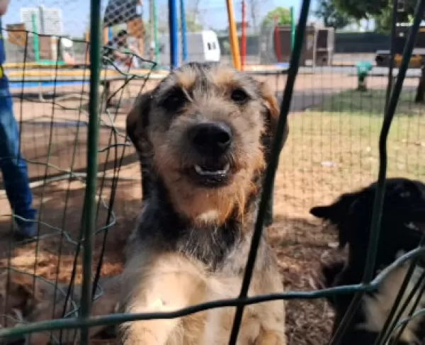 Entrevias realiza, neste domingo, a Feira de Adoção de animais que foram resgatados nas rodovias