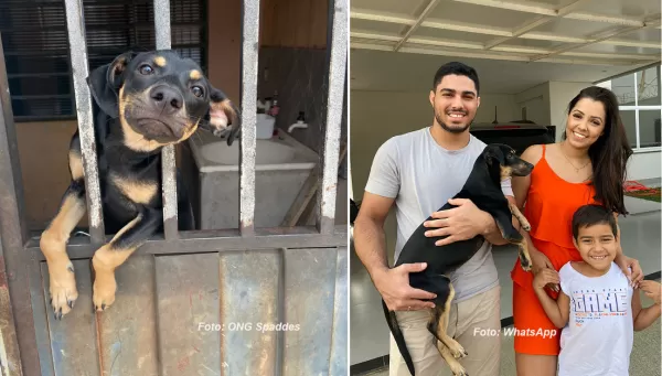 Cachorrinha vítima de maus tratos é adotada e ganha novo lar