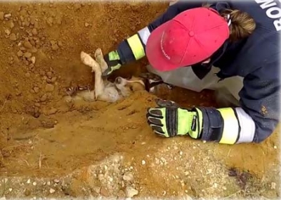 Bombeiros salvam cão preso em cano