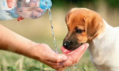 Dicas de Cuidados com seu Animal