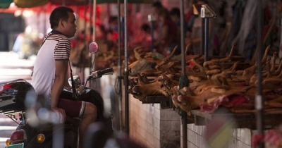 Chinesa gasta fortuna para salvar cachorros de virarem refeição em festival de carnes