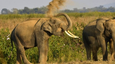 Moçambique perdeu metade de seus elefantes em 5 anos 