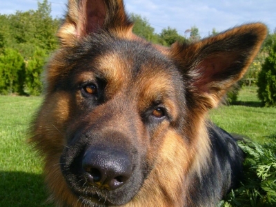 Pesquisas indicam que cachorros podem farejar câncer de tireoide