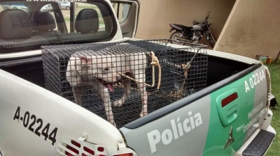 Cão da raça pitbull é resgatado após ser abandonado pelos donos