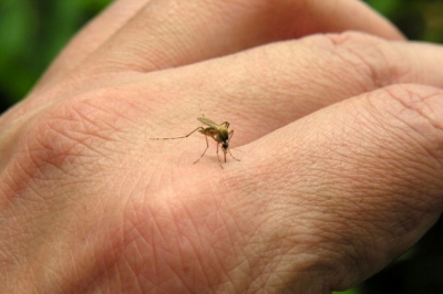 Zika vírus: o melhor remédio é a prevenção