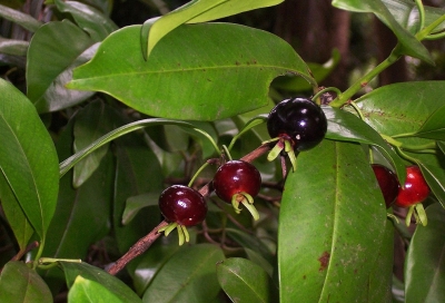 Frutas pouco conhecidas têm alto poder anti-inflamatório e antioxidante