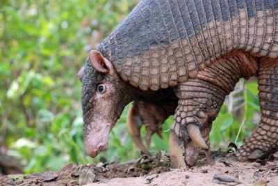 Projeto que protege o tatu no Pantanal ganha prêmio internacional