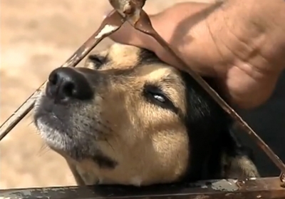 Envenenamento de animais assusta a população