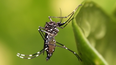 Aedes aegypti já se tornou mosquito doméstico, alerta epidemiologista