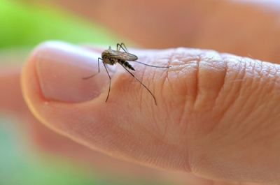 ONU defende direito ao aborto em países atingidos pelo Zika 