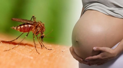 Cientistas concluem que pernilongo comum não transmite Zika