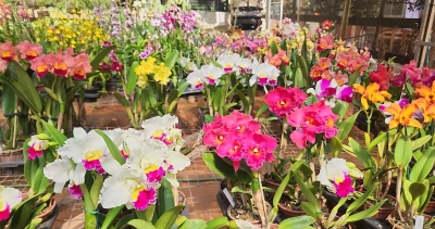 Aniversário de Marília terá Exposição Nacional de Orquídeas