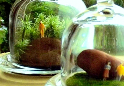 Um planeta em miniatura: terrários são bonitos, originais e fáceis de manter