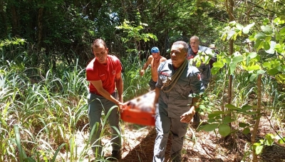 Mulher é atacada por enxame de abelhas