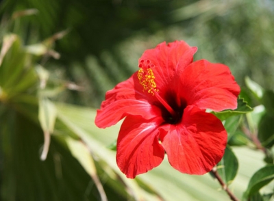 Flor de hibisco pode reduzir tumores