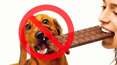 Páscoa: chocolate é um veneno para os animais. Cuidado!