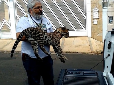 Jaguatirica é capturada após 