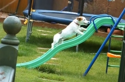 Vídeo de cão tentando subir em escorregador faz sucesso