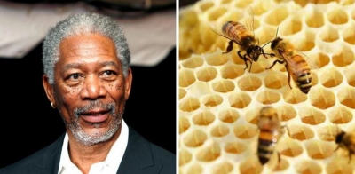 Morgan Freeman transforma sua fazenda de 1 milhão de m² em santuário de abelhas