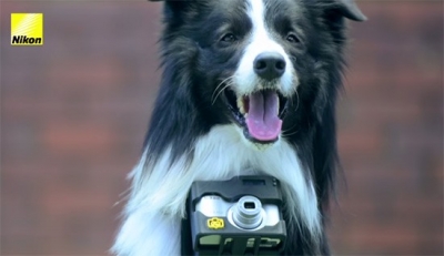 Conheça o Cachorro-Fotógrafo