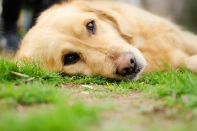 Sintoma: Falta de apetite em cães