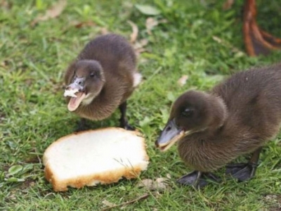 Dar migalhas de pão a patos pode prejudicar ecossistemas