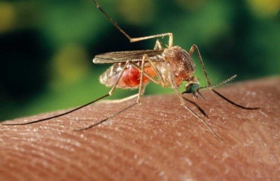 Estudo mostra que pernilongo pode transmitir zika