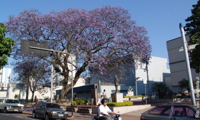 Conheça o roteiro das árvores tombadas em Marília