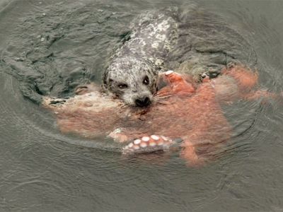 Briga entre foca e polvo surpreende biólogos