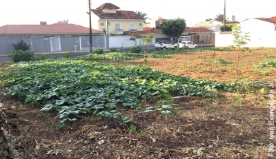 Nesta terra, em se plantando, tudo dá!