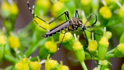 Governo declara fim da emergência nacional para zika