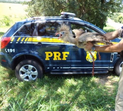 Polícia Rodoviária Federal resgata siriema atropelada