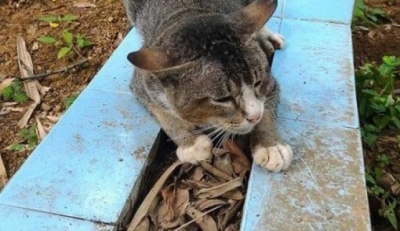 Gata visita diariamente túmulo da dona que morreu há um ano