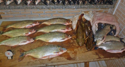 Polícia Ambiental apreende 110 kg de peixes em porta-malas